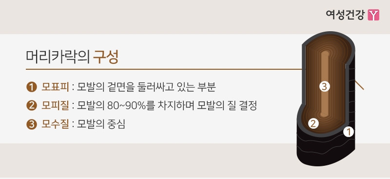 2.▶머리카락의 구성.jpg