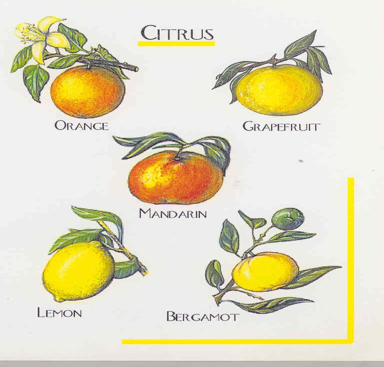시트러스.jpg