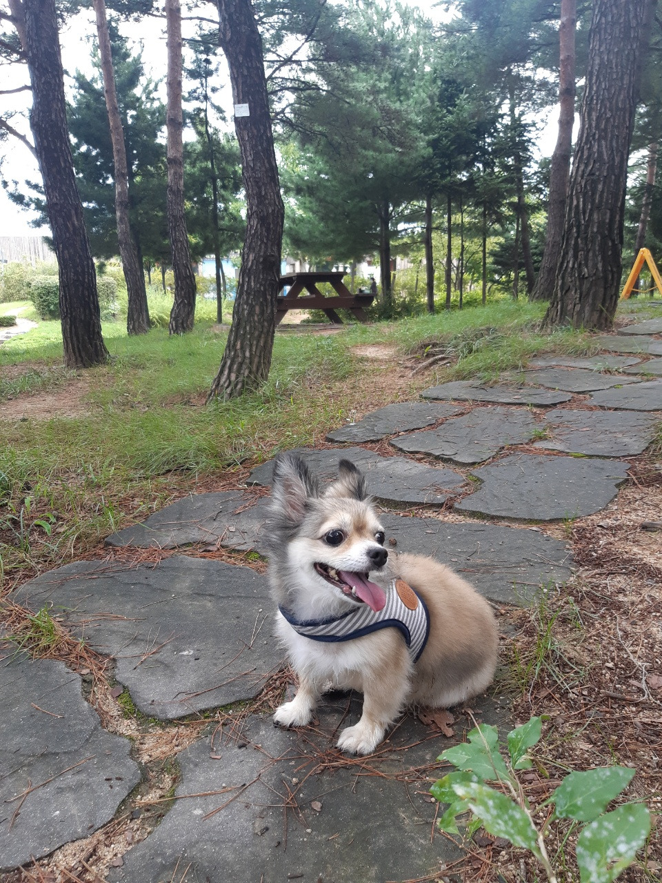 콩이 탐구 일지.jpg