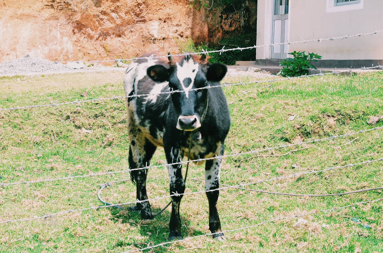 여행작가 서현지 인도변태 스리랑카  (25).jpg