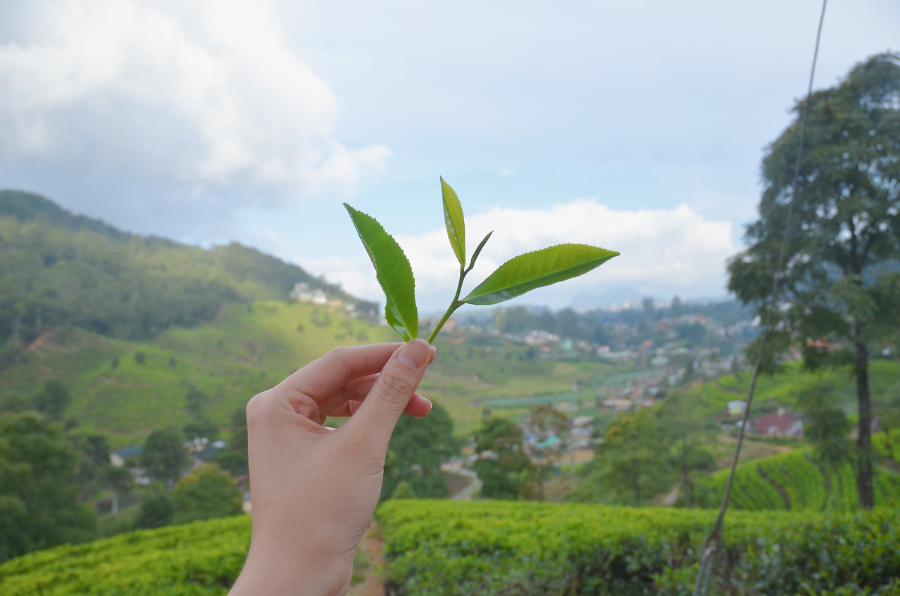 여행작가 서현지 스리랑카 인도변태 (22).jpg