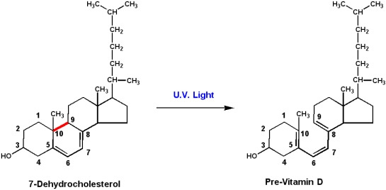 비타민_D가_자외선에의해_합성.jpg