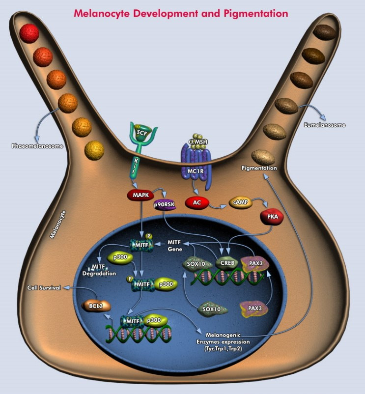 꾸미기_Melanocyte-Development-and-Pigmentation.jpg