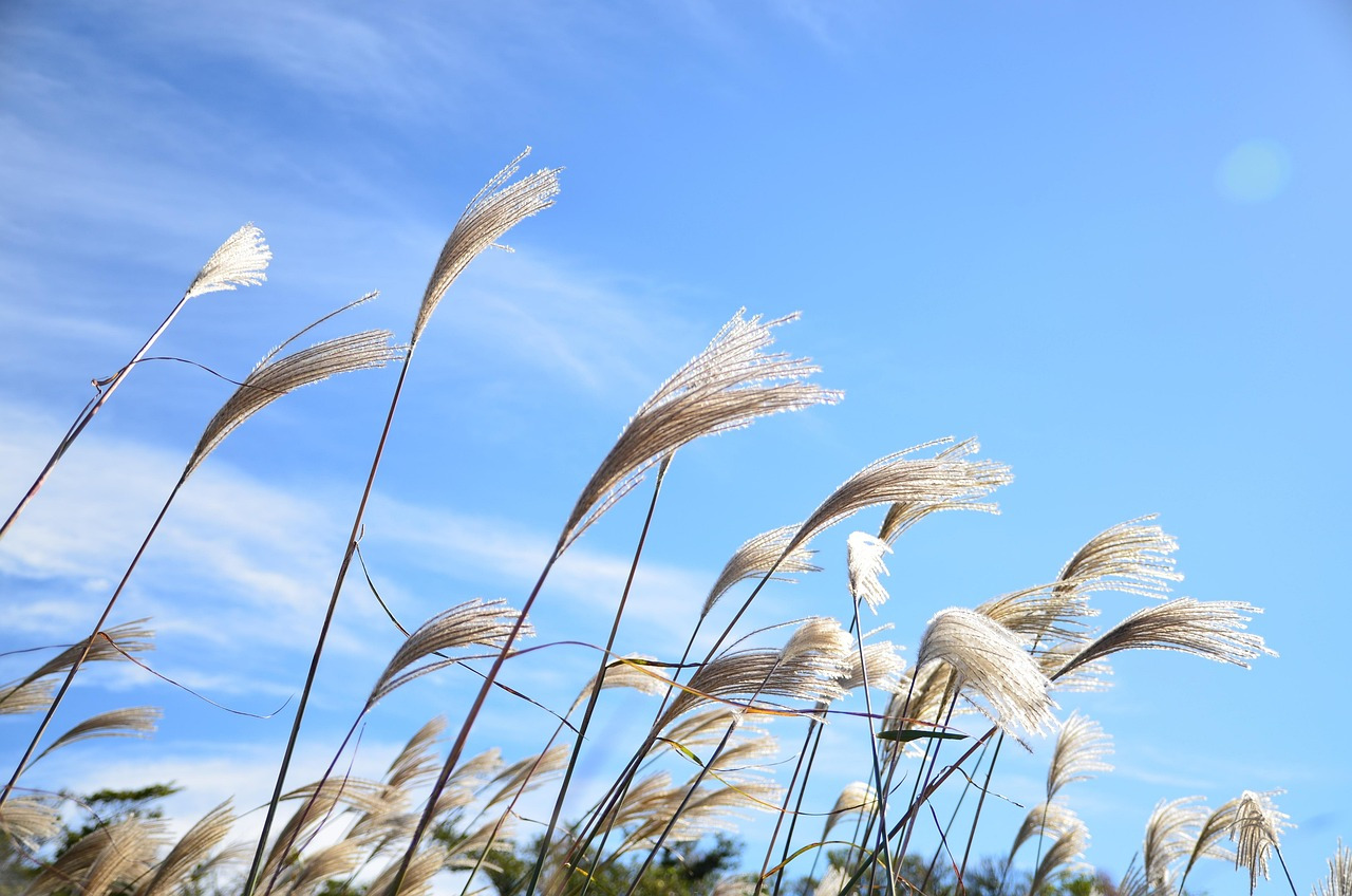 갈대.jpg