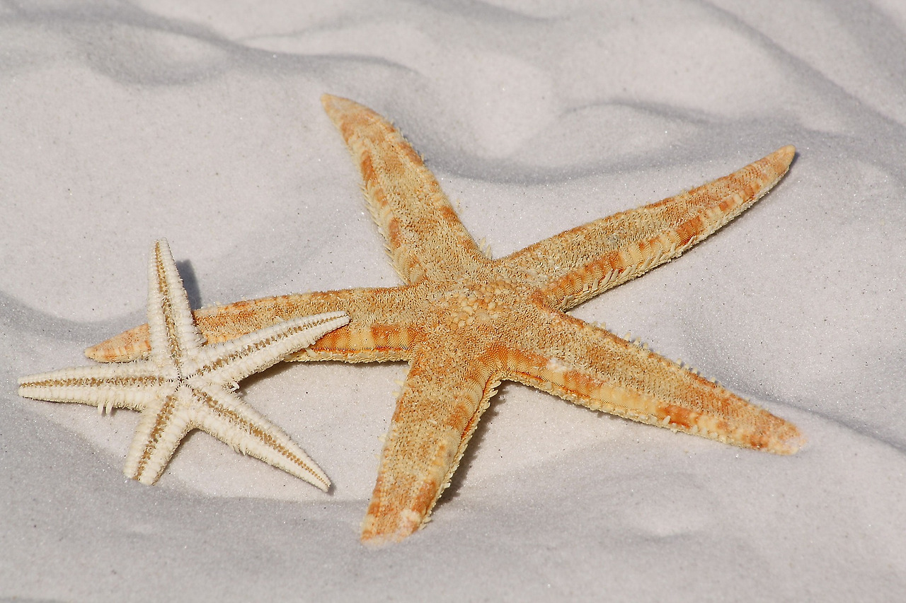 starfish-343791_1920.jpg