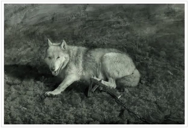 덪에 걸린 블랑카.jpg