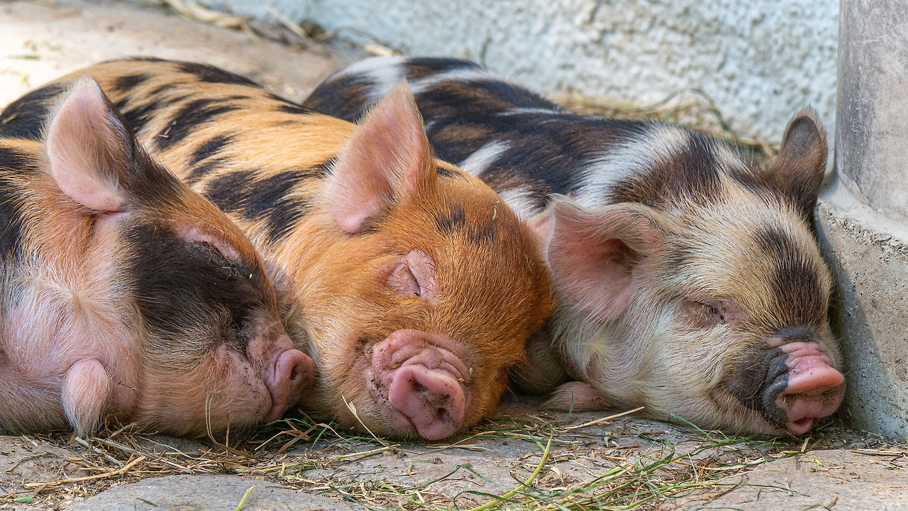 pigs-5240702_1920.jpg