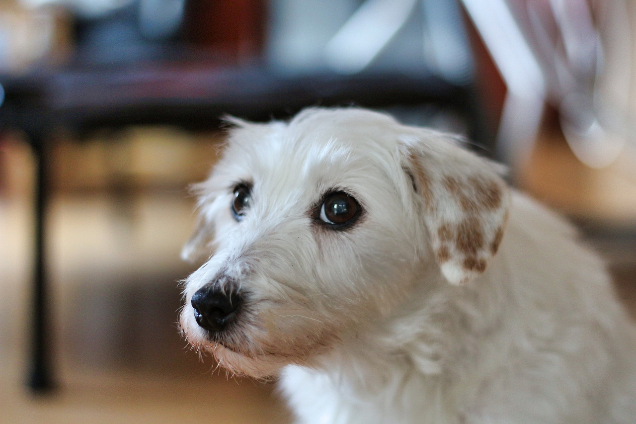 terrier-4845572_1920 (1).jpg