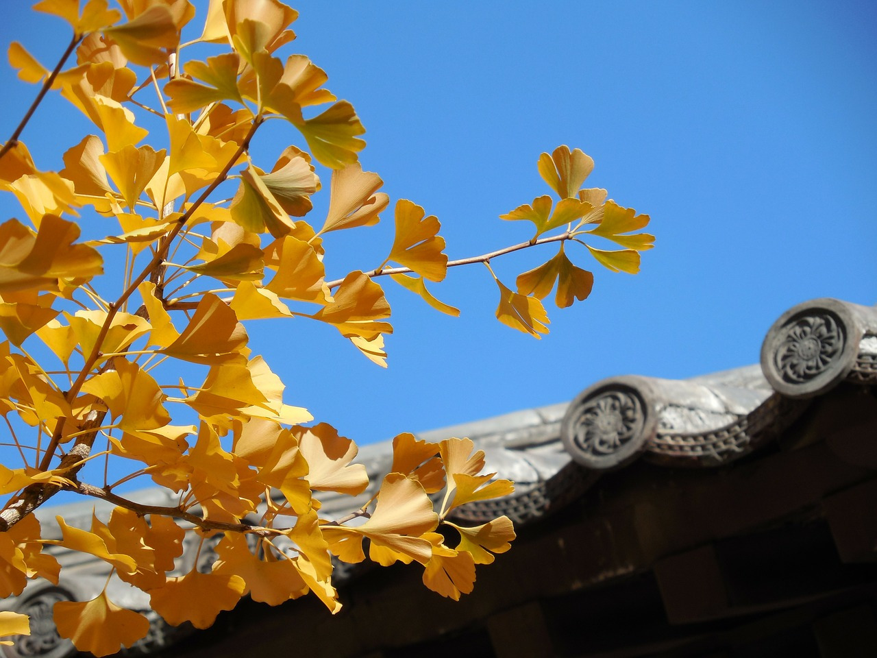 ginkgo-208272_1280.jpg