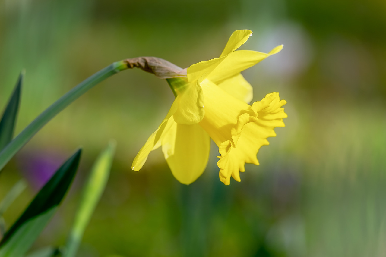 narcissus-3977679.jpg