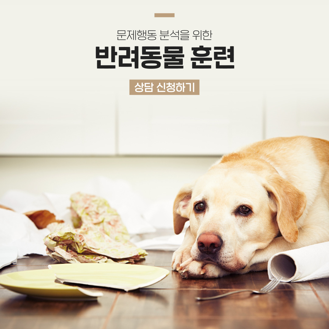 숨고_숨은고수_반려동물훈련_요청자_리바트루디_fb_still_1080 1080_200902_문제행동_merry_sprint17.jpg