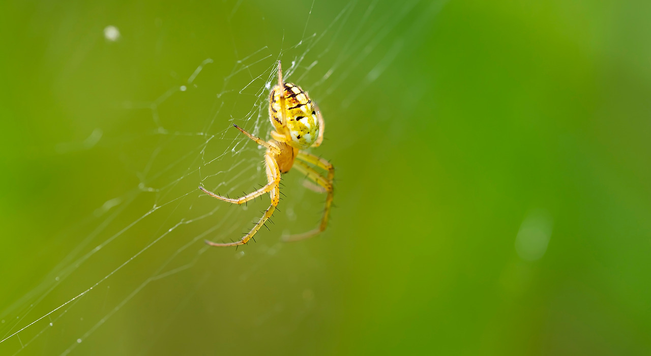 거미.jpg