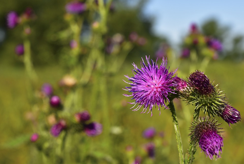 thistle-4330795_960_720.jpg