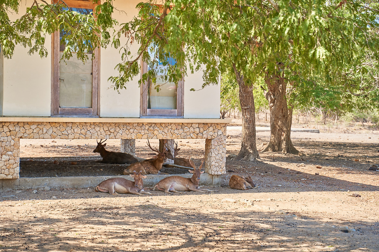 코모도섬 day4(코모도드래곤)_5.jpg