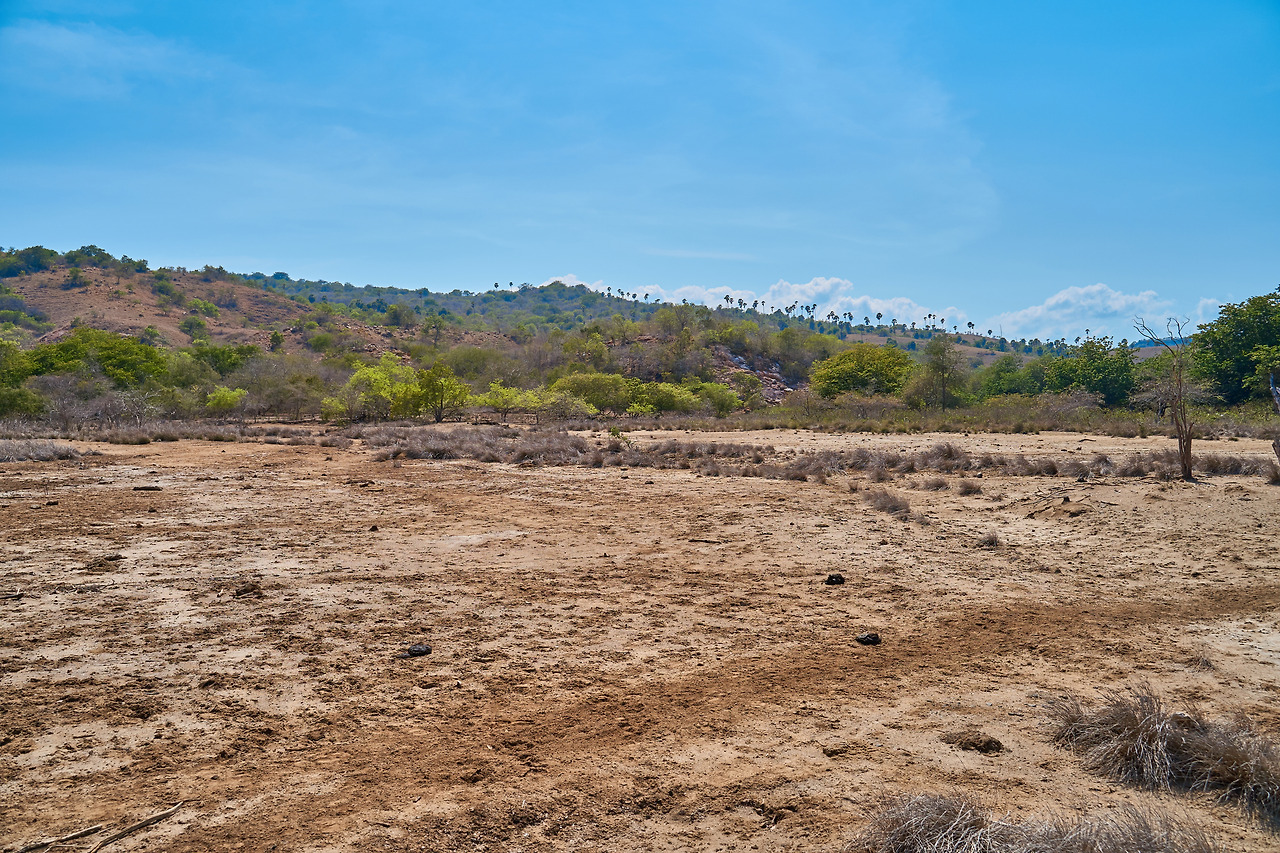 코모도섬 day4(코모도드래곤)_4.jpg