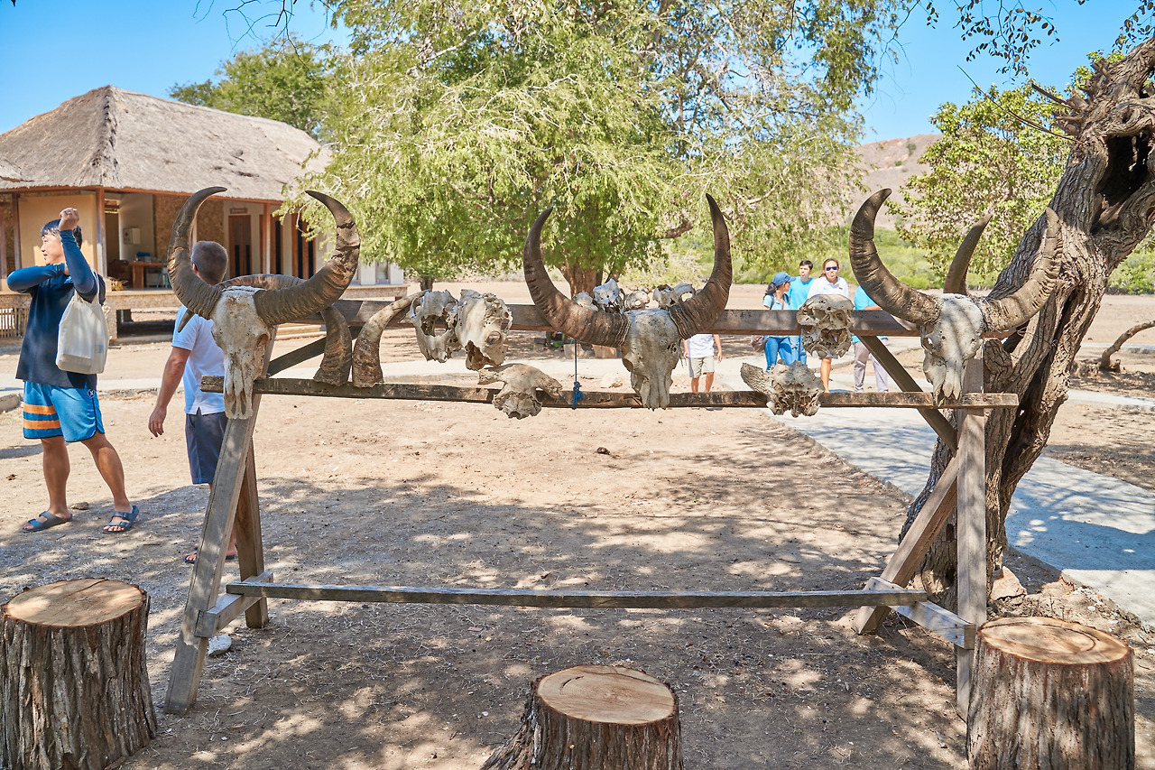 코모도섬 day4(코모도드래곤)_6.jpg