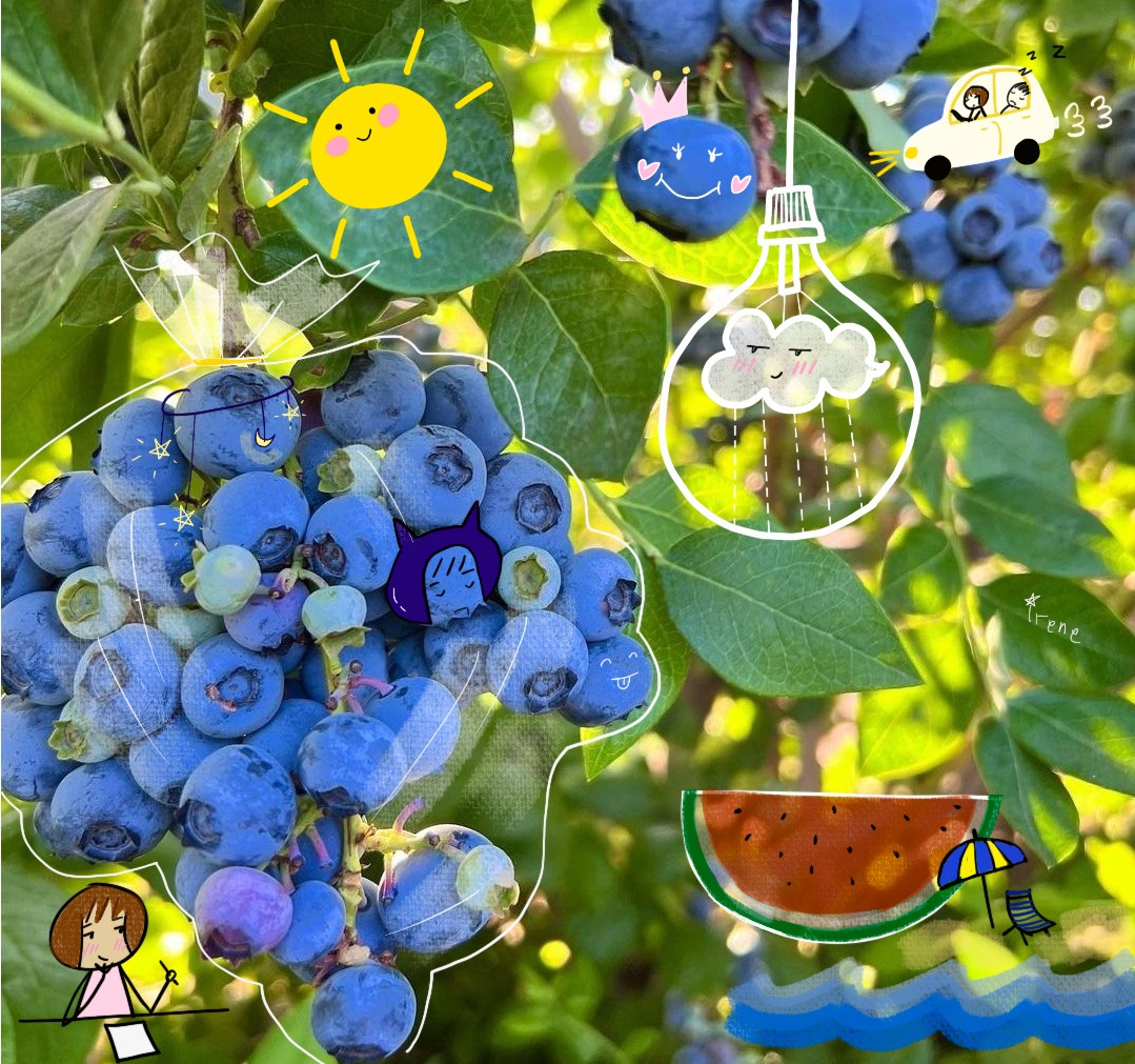 블루베리.jpg
