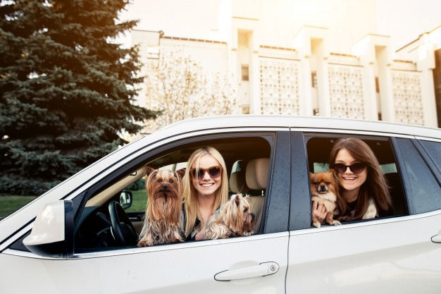 women-with-dogs-in-a-car_1303-215.jpg