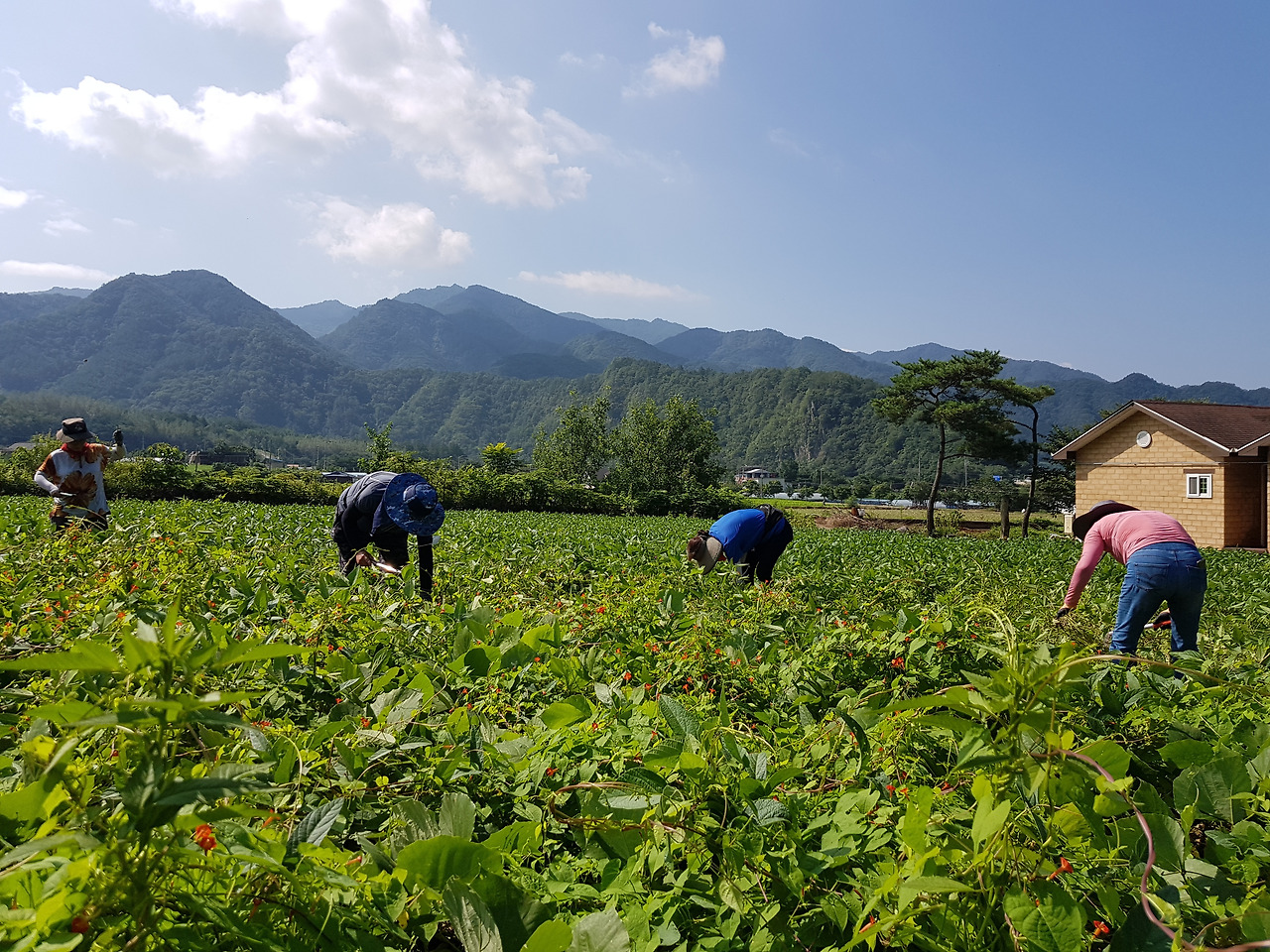 2.콩밭 폭염속 제초작업.jpg