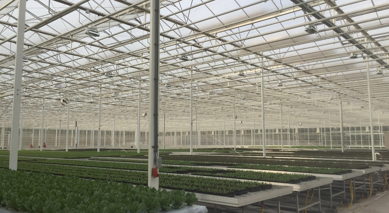 [첨부1] 유럽형 상추를 생산하는 첨단온실.jpg