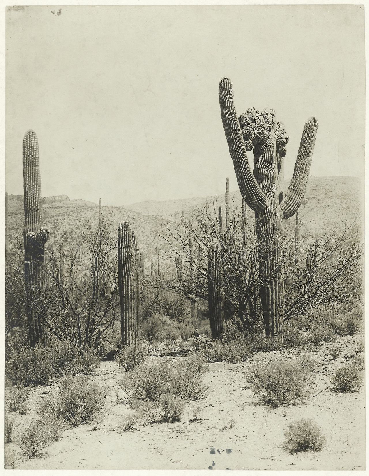 Reuzencactus in de woestijn bij Tucson, anonymous, 1880 - 1920.jpg