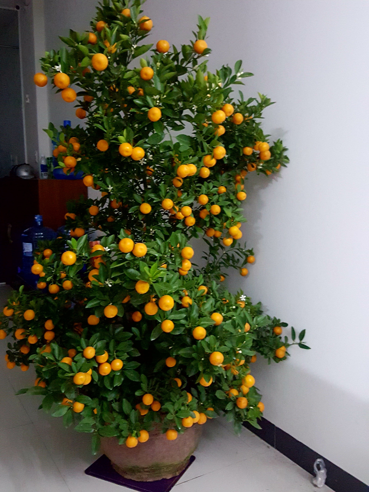 (사진43) 귤나무.jpg