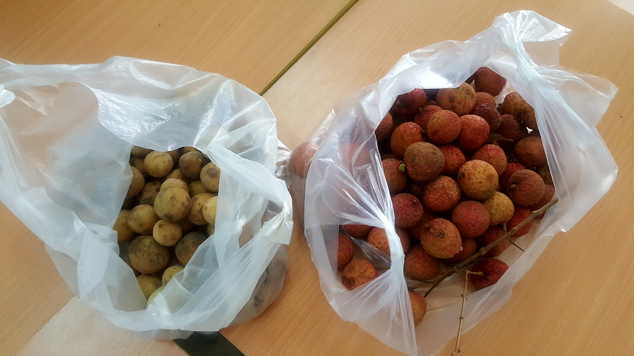 (사진106) 단옷날 먹는 본본과 리치.jpg