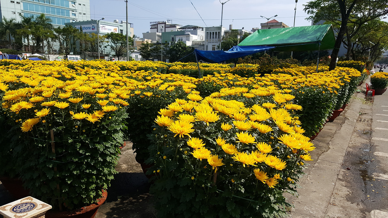 (사진42) 노란 국화.jpg