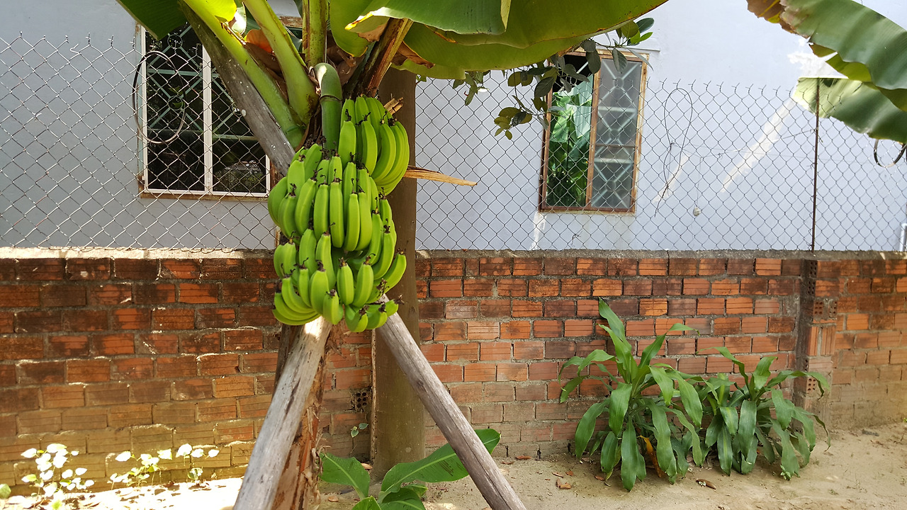 (사진96) 초록 바나나.jpg