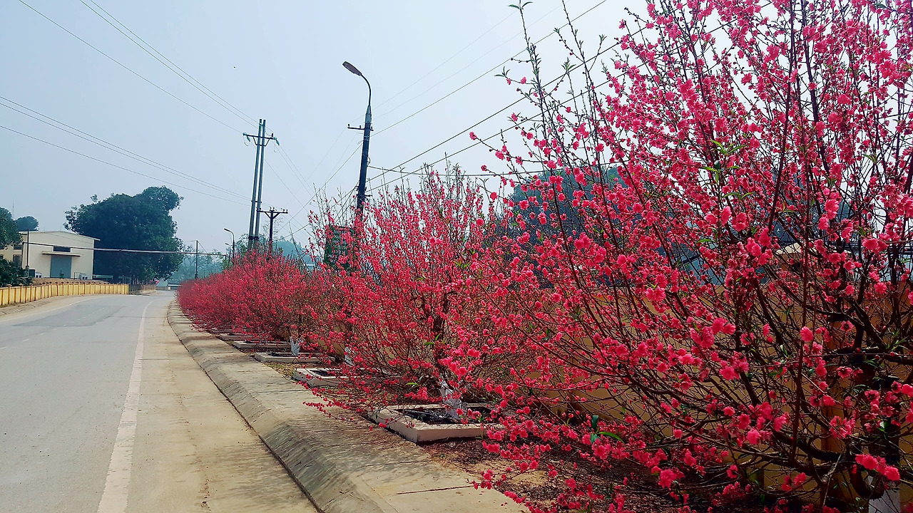 (사진52) 복숭아꽃 거리.jpg