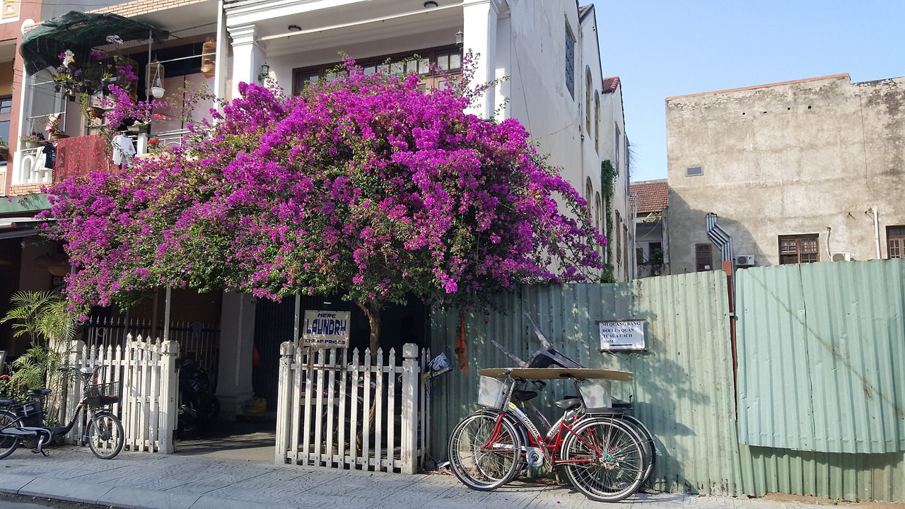 (사진88) 꽃과 자전거.jpg