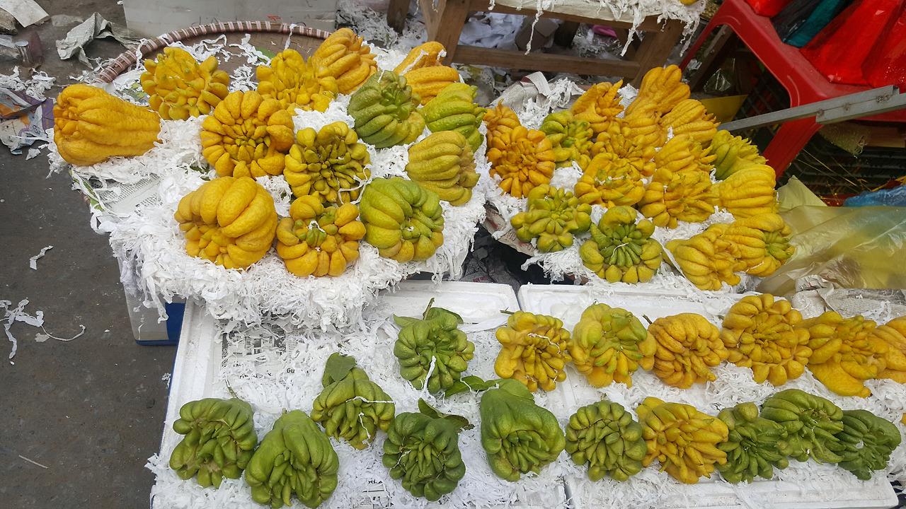 (사진49) 부처 손을 닮은 과일 ‘팟 투’.jpg