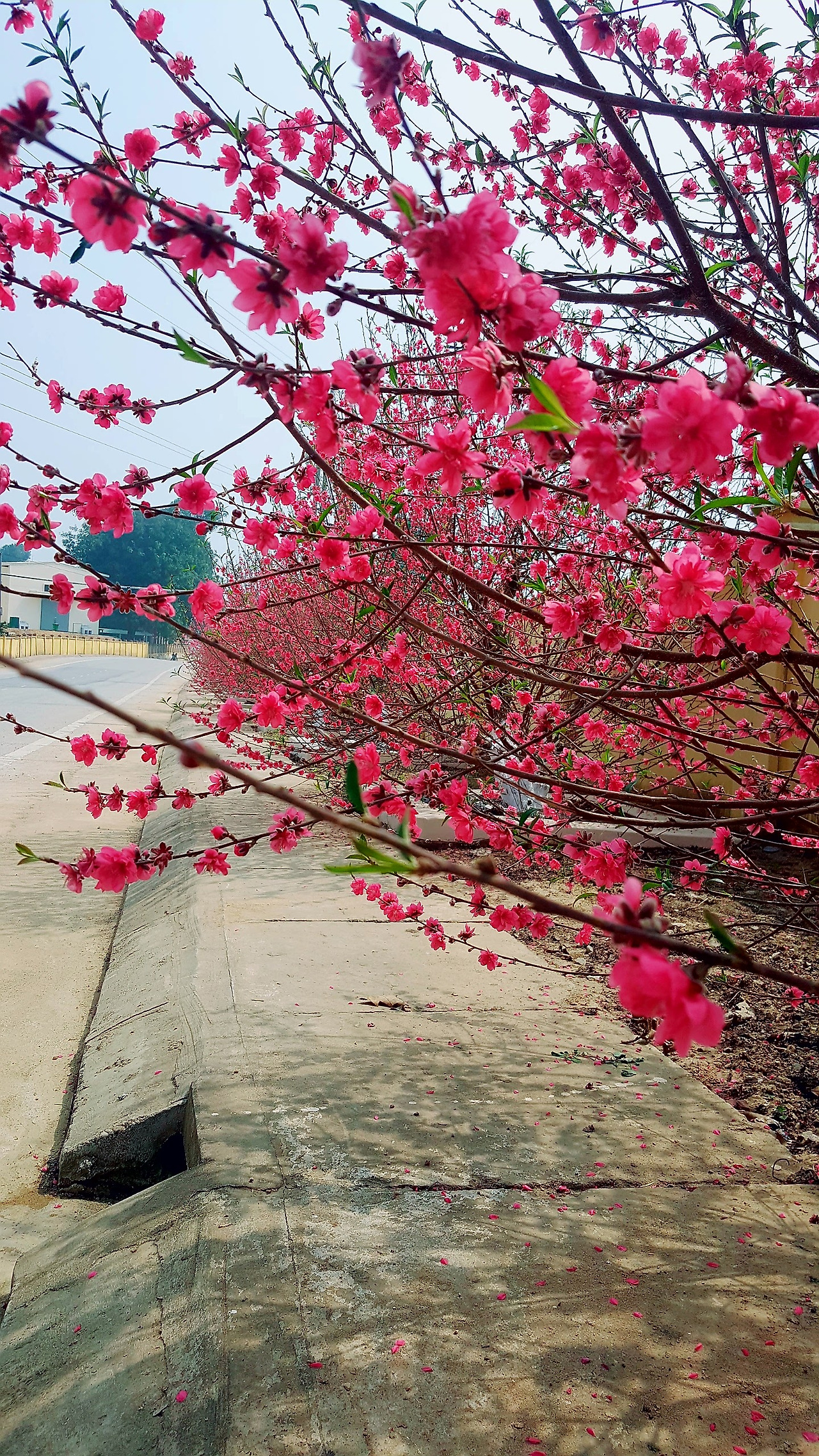 (사진51) 제대로 핀 복숭아꽃.jpg