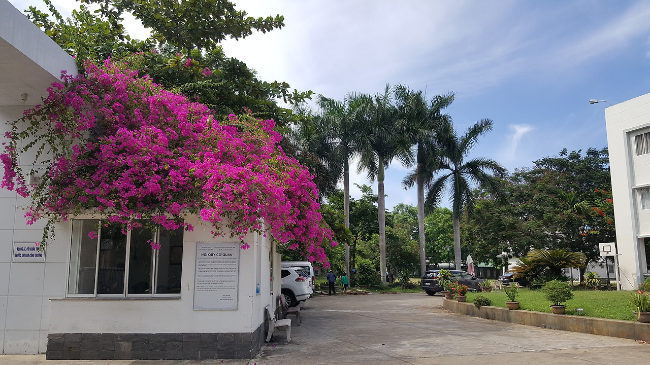 정문 입구에 핀 종이꽃.jpg