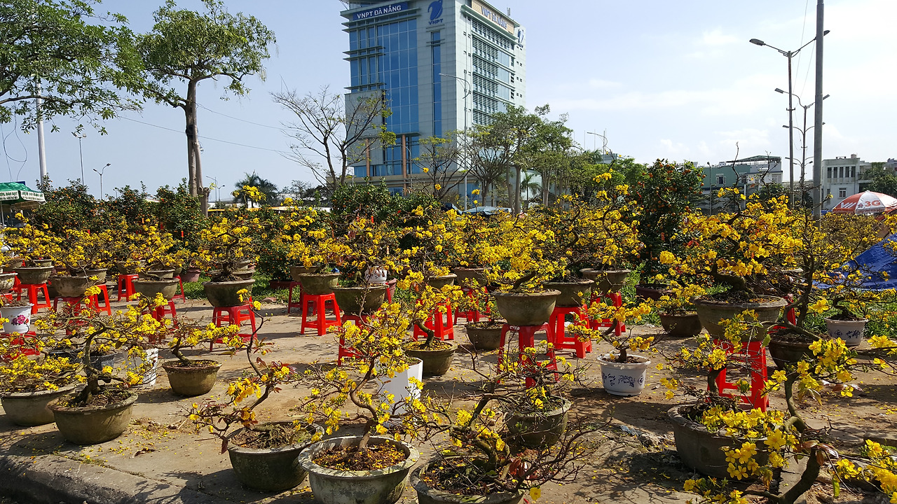 (사진41) 매화.jpg