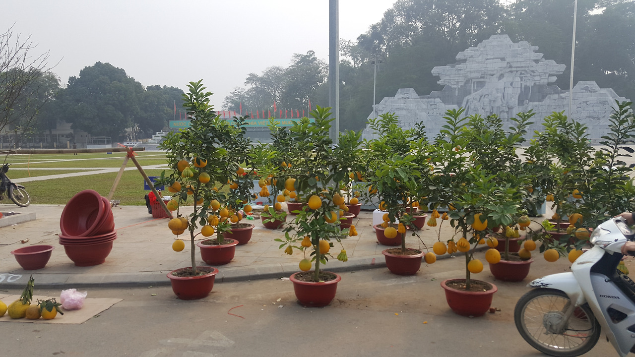 (사진50) 자몽.jpg