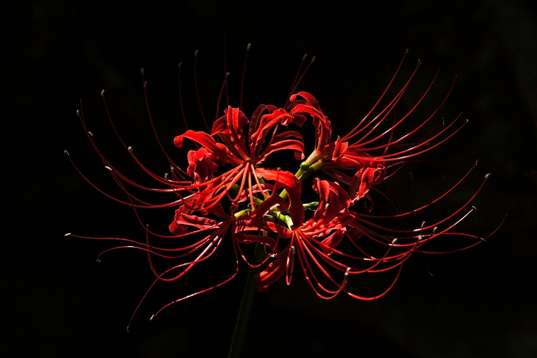 불갑사 꽃무릇 (3).jpg