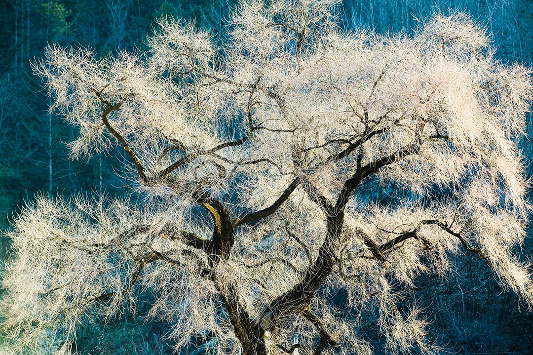 가리왕산 가는 길의 늙은 물푸레나무.jpg