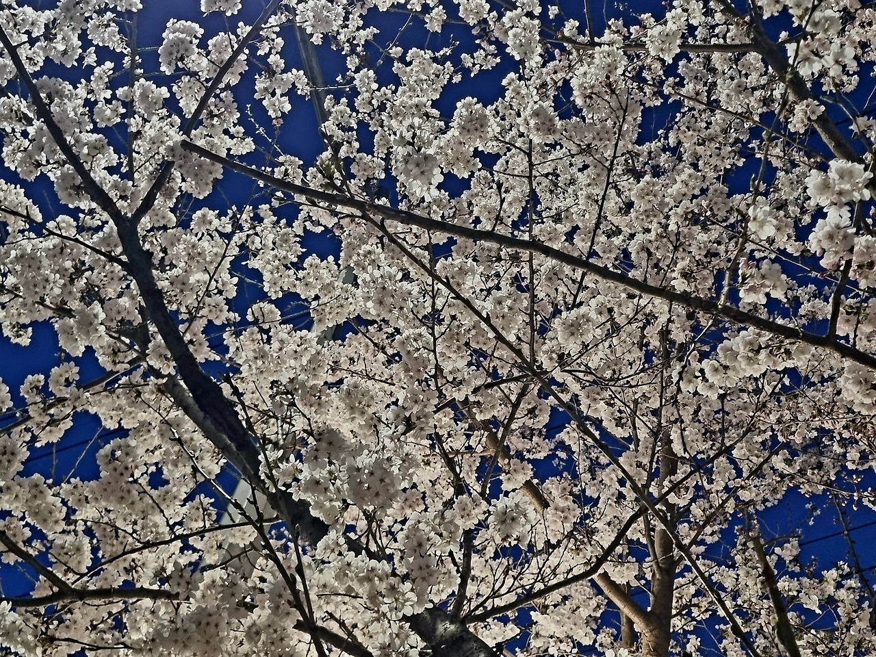 카지노 게임