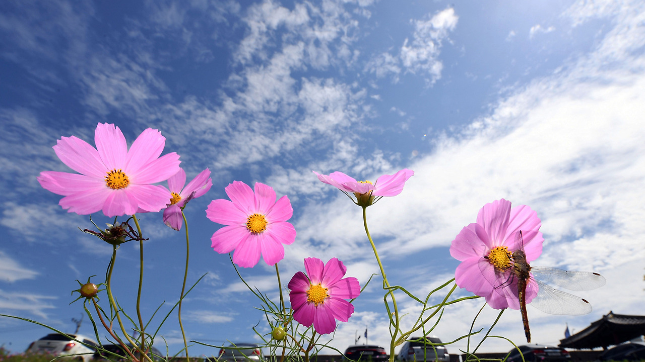 코스모스.jpg