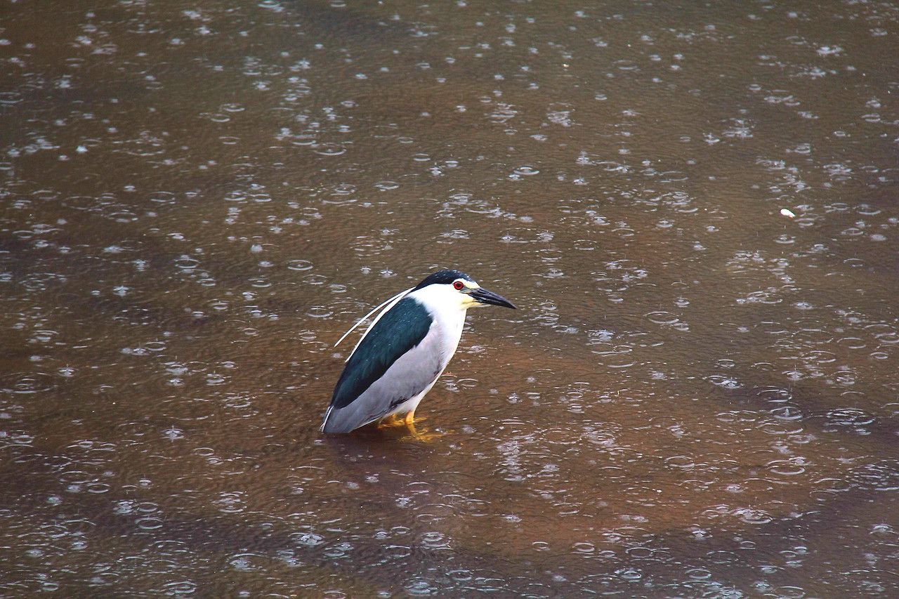 [위기의 생물종]해오라기.jpg