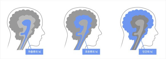 뇌의 3중 구조.jpg
