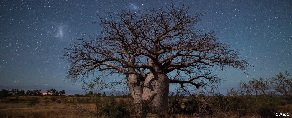 13.바오밥나무.jpg