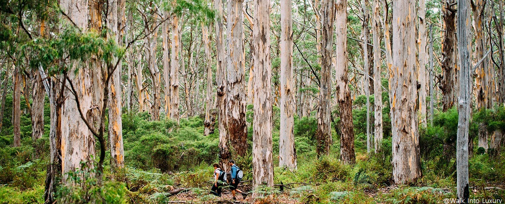 cape to cape track_margaret river.jpg