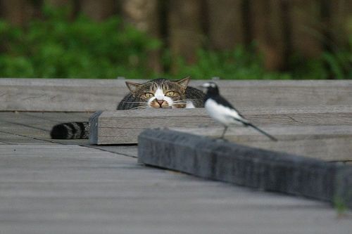 aaw-bird-cat-cute-hunting-Favim.com-149955.jpg