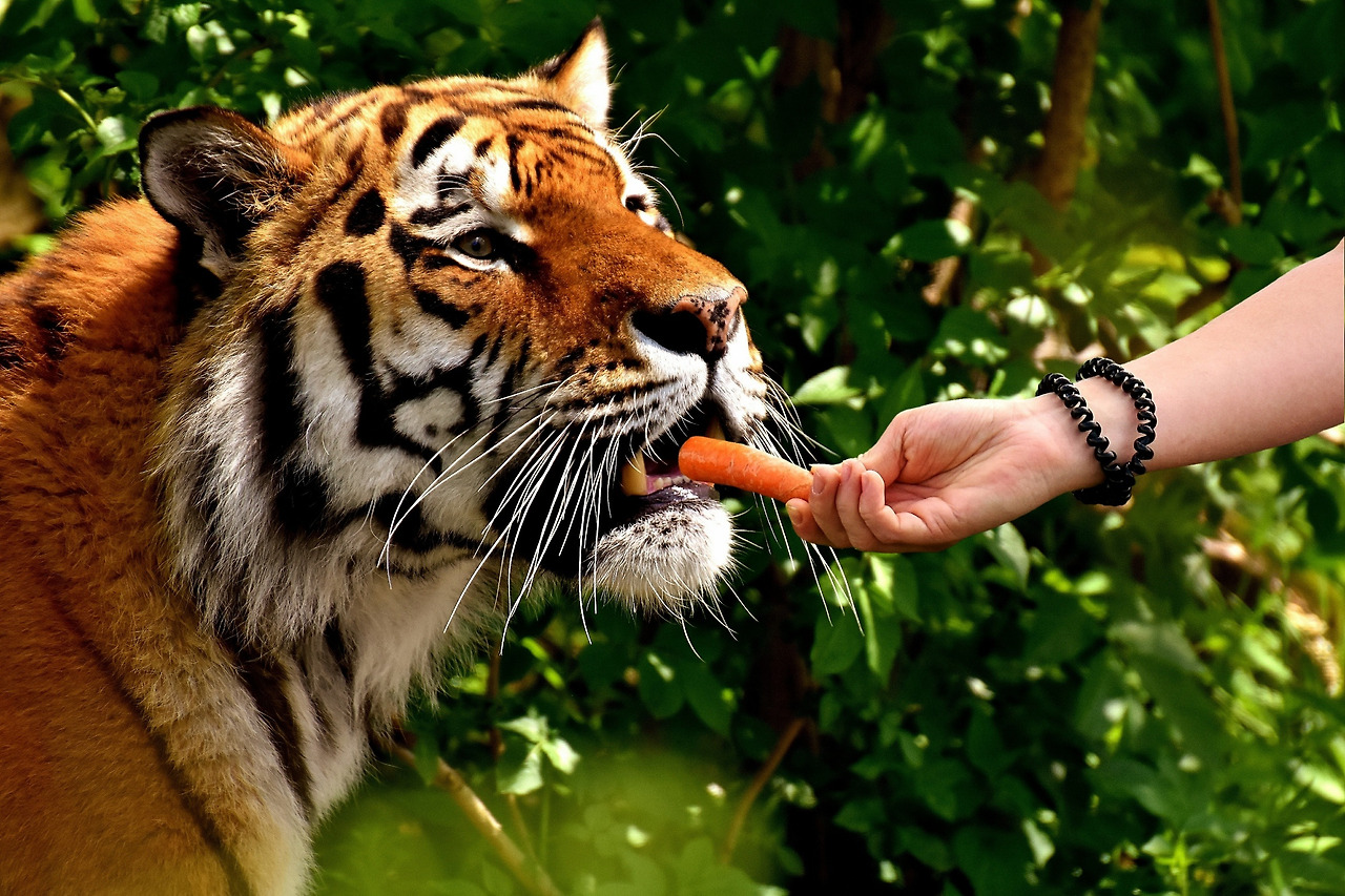b2 tiger feeding flickr.jpg