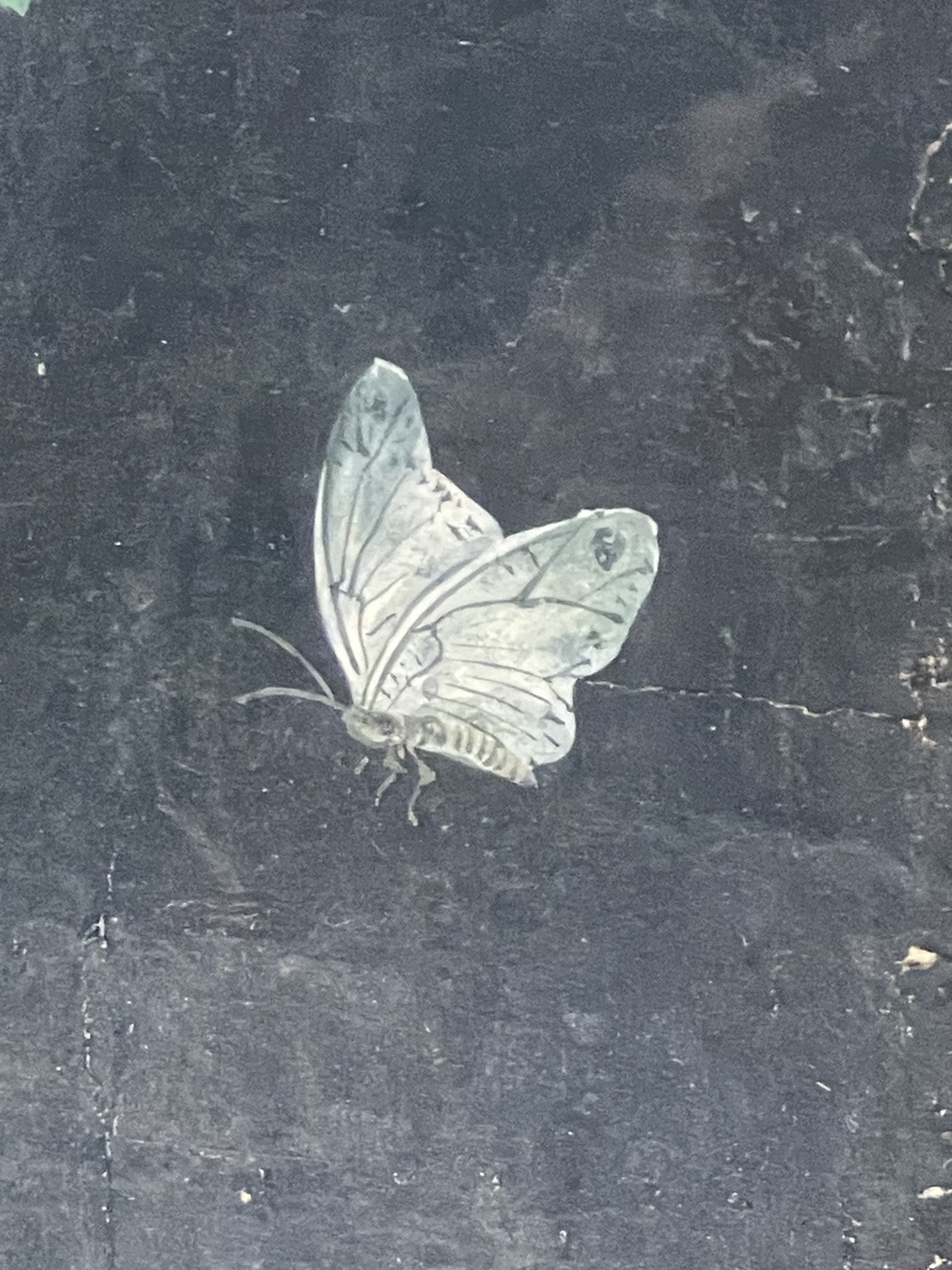 신사임당-초충도 그림 중 나비.jpg