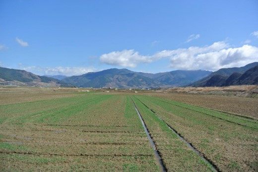 가르마 같은 논길따라.jpg