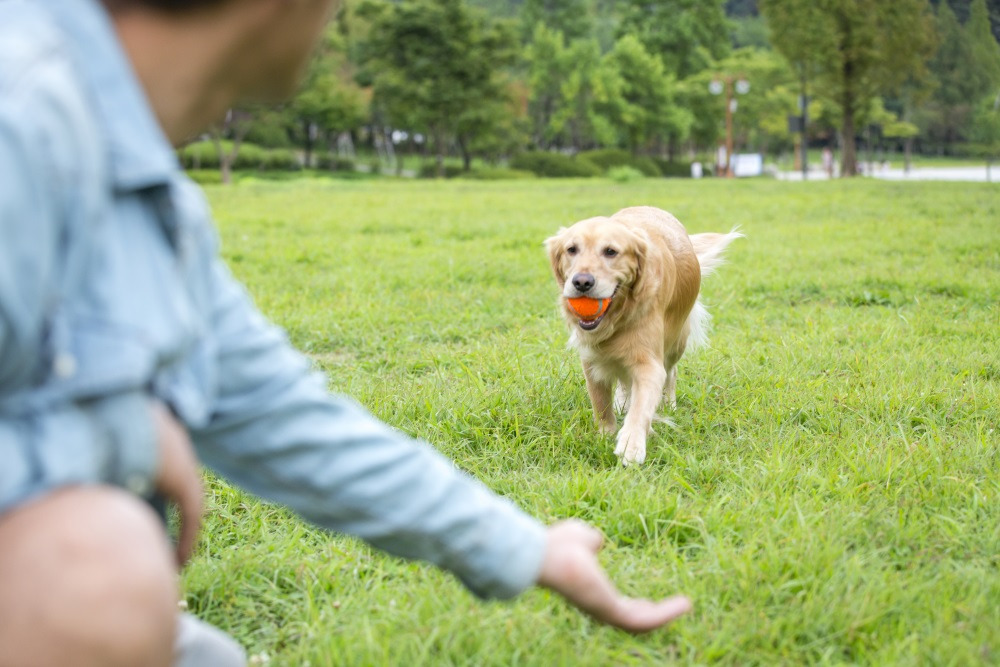 개 잔디 공놀이.jpg