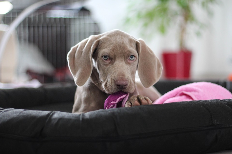 weimaraner-1381187_960_720.jpg